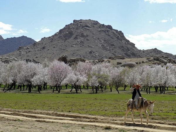 AWCC taps Optiva for charging & policy control in Afghanistan