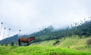 Colombia calls for Tigo rescue