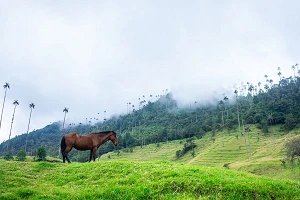 Colombia calls for Tigo rescue