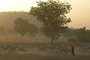 Digital development efforts ramp up in Cameroon and Madagascar